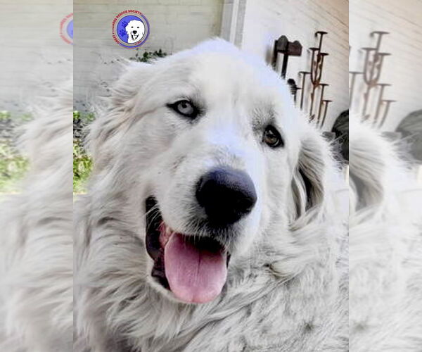 Medium Photo #5 Great Pyrenees Puppy For Sale in Spring, TX, USA