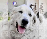 Small #4 Great Pyrenees