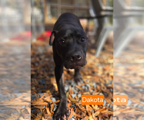 Medium Photo #1 Mutt Puppy For Sale in Albemarle, NC, USA