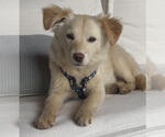 Small #6 Australian Shepherd Mix