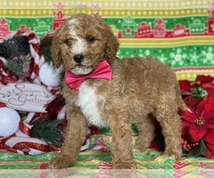 Goldendoodle Puppy for sale in LANCASTER, PA, USA