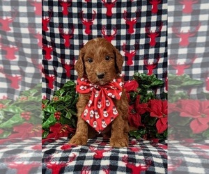 Irish Setter-Poodle (Miniature) Mix Puppy for sale in BIRD IN HAND, PA, USA