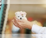 Hand Delivery - Female Maltese Puppy for Sale - Small photo