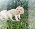 Small #3 Cocker Spaniel