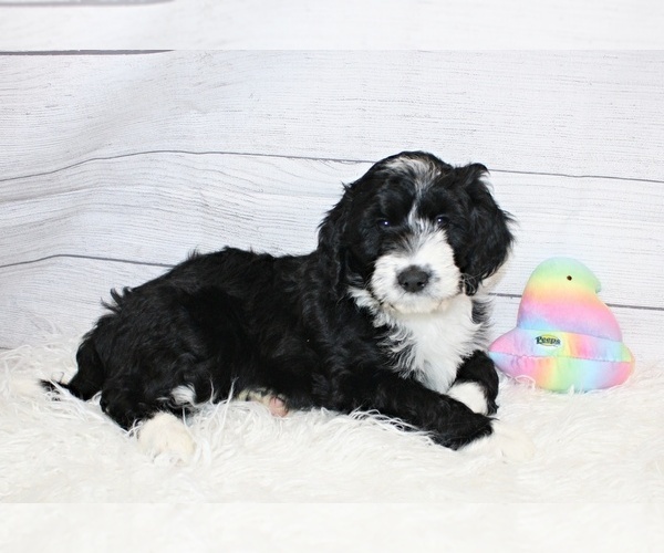 Medium Photo #5 Aussiedoodle Puppy For Sale in NORTH EAST, MD, USA