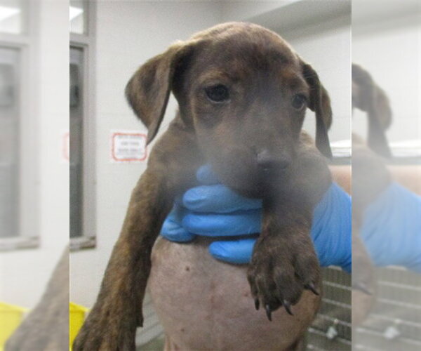 Medium Photo #1 American Pit Bull Terrier Puppy For Sale in Oklahoma City, OK, USA