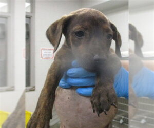American Pit Bull Terrier Dogs for adoption in Oklahoma City, OK, USA