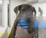 Small American Pit Bull Terrier