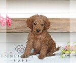 Small #2 Poodle (Miniature)