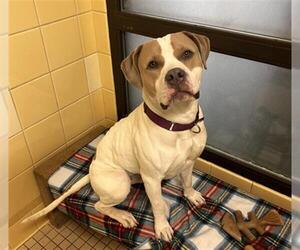 American Bulldog-Unknown Mix Dogs for adoption in Denver, CO, USA