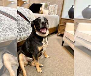 American Pit Bull Terrier-Texas Heeler Mix Dogs for adoption in Visalia, CA, USA