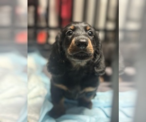 Dachshund Puppy for Sale in OCALA, Florida USA