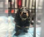 Small Dachshund
