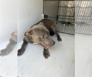 American Pit Bull Terrier Dogs for adoption in Houston, TX, USA