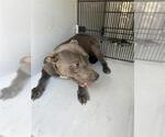 Small American Pit Bull Terrier
