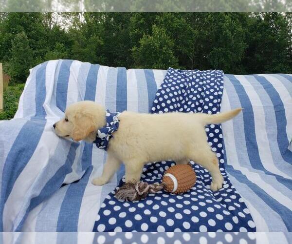 Medium Photo #3 Golden Retriever Puppy For Sale in SHERIDAN, MI, USA