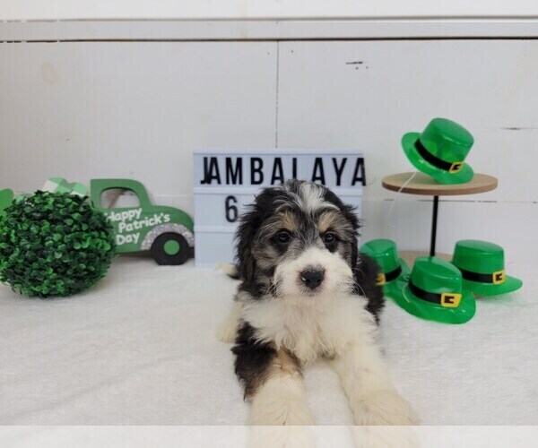 Medium Photo #3 Aussiedoodle Miniature  Puppy For Sale in COLLEGE STA, TX, USA
