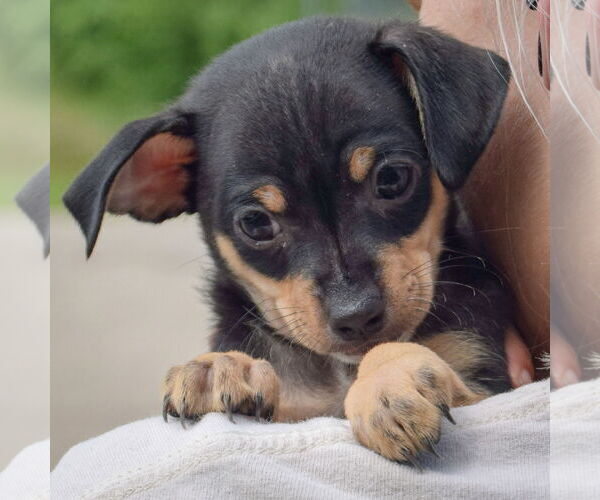 Medium Photo #5 Chipin Puppy For Sale in Huntley, IL, USA