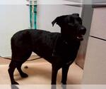 Small Labrador Retriever