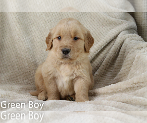 Medium Photo #1 Golden Retriever Puppy For Sale in UNICOI, TN, USA