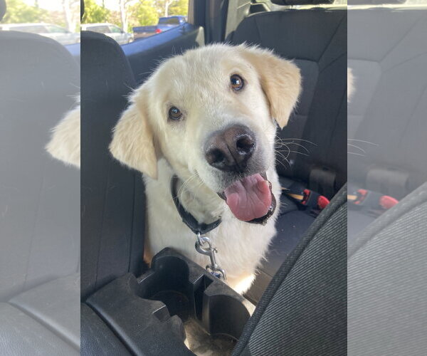 Medium Photo #1 Golden Pyrenees Puppy For Sale in San Diego, CA, USA