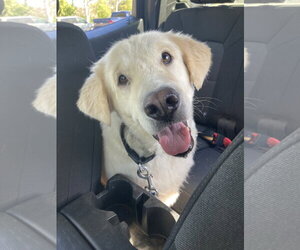 Golden Pyrenees Dogs for adoption in San Diego, CA, USA