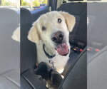Robby - Male Golden Pyrenees Dog for Adoption - Small photo