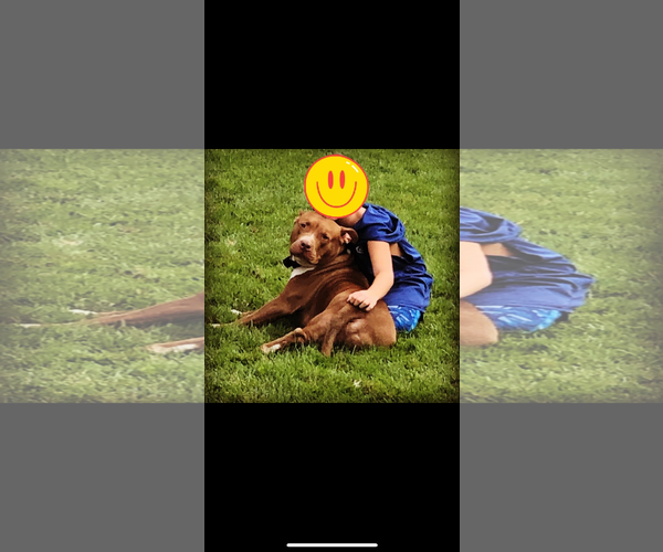 Medium Photo #4 American Pit Bull Terrier Puppy For Sale in Woodland, CA, USA