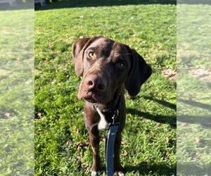 Labrador Retriever-Unknown Mix Dogs for adoption in Elmsford, NY, USA