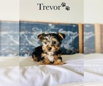 Small Photo #7 Yorkshire Terrier Puppy For Sale in MURFREESBORO, TN, USA