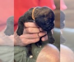 Small #3 Boxer