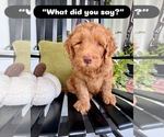 Small #2 Goldendoodle