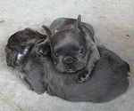 Small Photo #5 French Bulldog Puppy For Sale in ELIZABETH, CO, USA