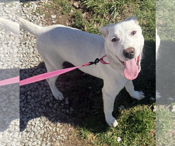 Medium Photo #3 Mutt Puppy For Sale in Hoffman Estates, IL, USA