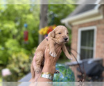 Small Photo #6 Goldendoodle Puppy For Sale in CHAMPION, NC, USA