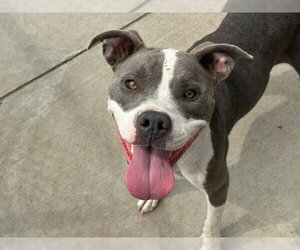 Mutt Dogs for adoption in Tulsa, OK, USA