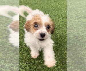 Bichpoo Puppy for sale in INDIANAPOLIS, IN, USA