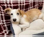 Small #3 Mutt