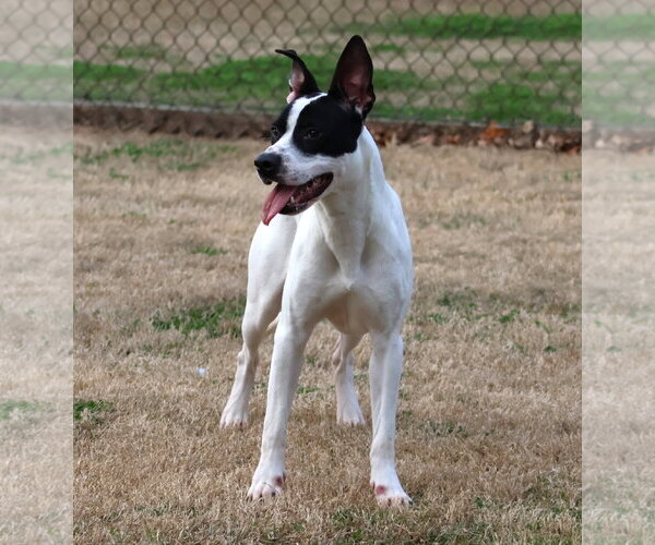 Medium Photo #1 Mutt Puppy For Sale in Grovetown, GA, USA