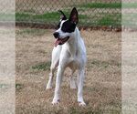 BIRDIE - Female Mutt Dog for Adoption - Small photo