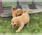 Small Photo #12 Golden Retriever Puppy For Sale in WOODSTOCK, CT, USA
