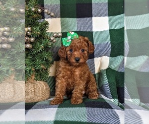Goldendoodle (Miniature) Puppy for sale in NOTTINGHAM, PA, USA