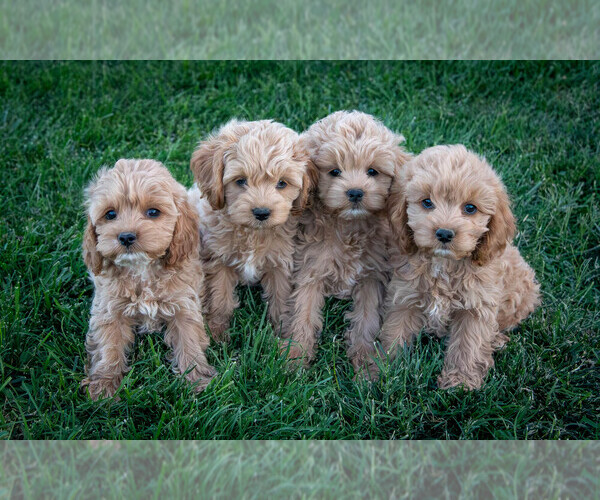 Medium Photo #1 Cockapoo Puppy For Sale in HESPERIA, CA, USA