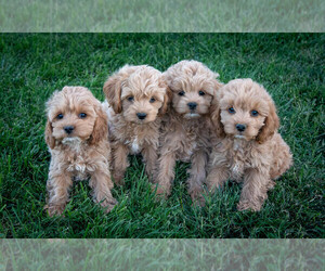 Cockapoo Puppy for Sale in HESPERIA, California USA