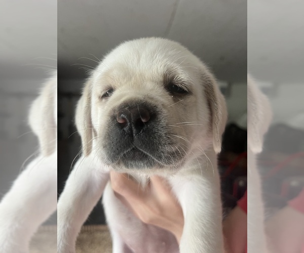 Medium Photo #5 Labrador Retriever Puppy For Sale in BLANCHESTER, OH, USA