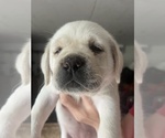 Small Photo #5 Labrador Retriever Puppy For Sale in BLANCHESTER, OH, USA