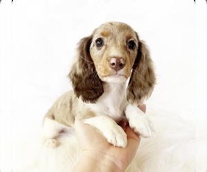 Dachshund Puppy for Sale in DAVIS, California USA