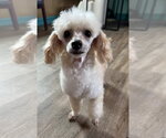 Small #7 Poodle (Toy)