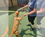 Small #5 Labrador Retriever Mix