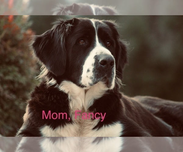 Medium Photo #2 Bernedoodle Puppy For Sale in HAYTI, SD, USA